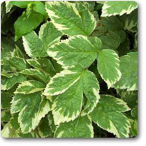 Bishop's weed - Plant