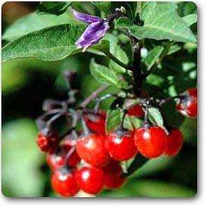 Bitter nightshade - Plant