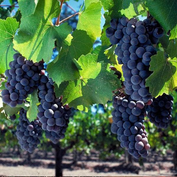 Black grapes, Kala angoor (Grafted) - Plant