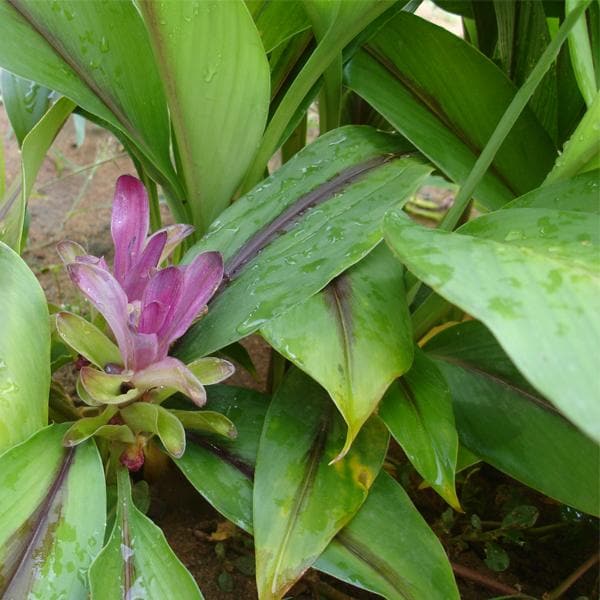 Black Turmeric, Kali Haldi - Bulb