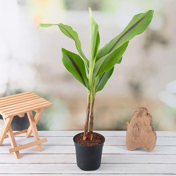 Black Turmeric Plant, Black Haldi - Plant