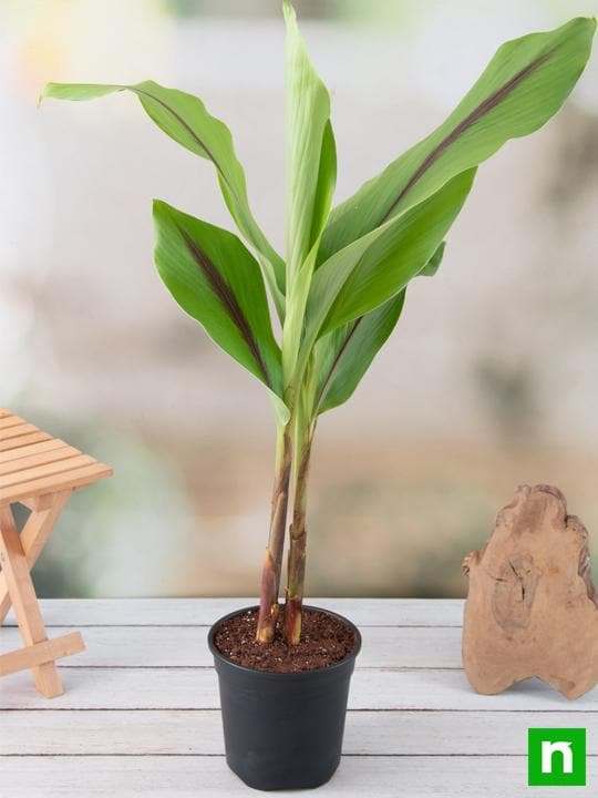 Black Turmeric Plant, Black Haldi - Plant - Image 2