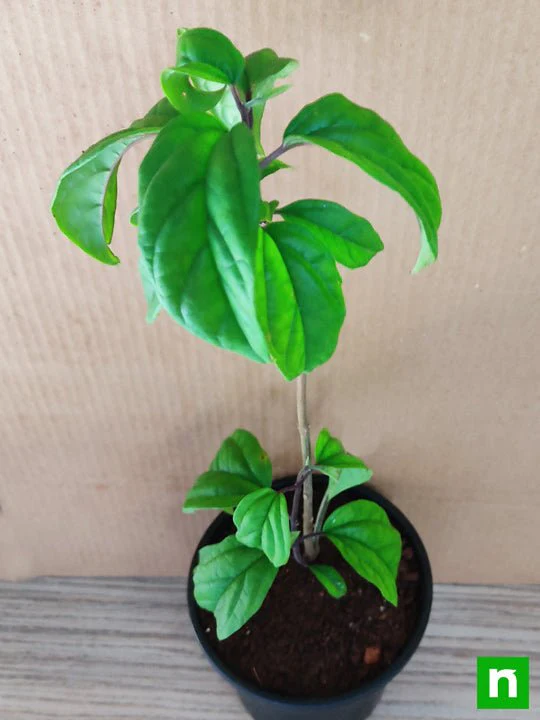 Bleeding Heart Vine, Clerodendrum thomsoniae - Plant - Image 2