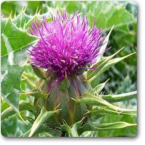 Blessed Thistle - Plant