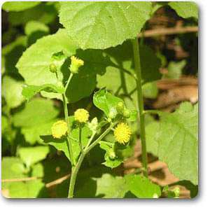 Blumea lacera - Plant