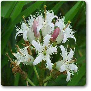 Bogbean - Plant