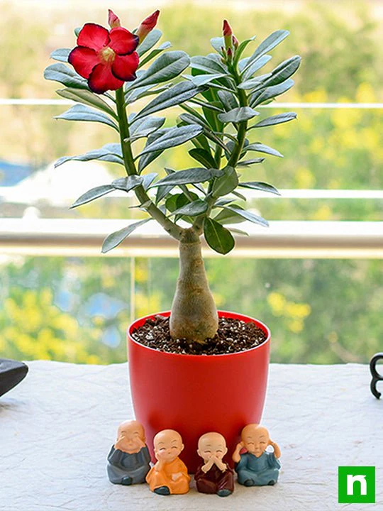 Bonsai Looking Adenium with Amazing Monks for Special Occasions - Image 2