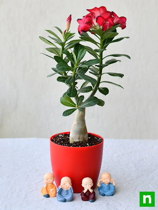 Bonsai Looking Adenium with Amazing Monks for Special Occasions - Image 3