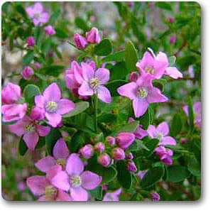 Bosonia - Plant