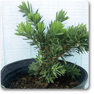 Bottle Brush - Plant - Image 2