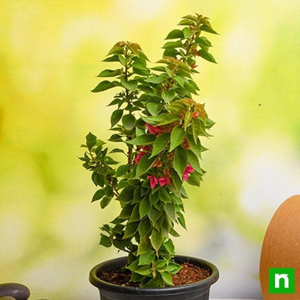 Bougainvillea Dwarf (Any Color) Plant in 10 inch Grow Bag - Image 2