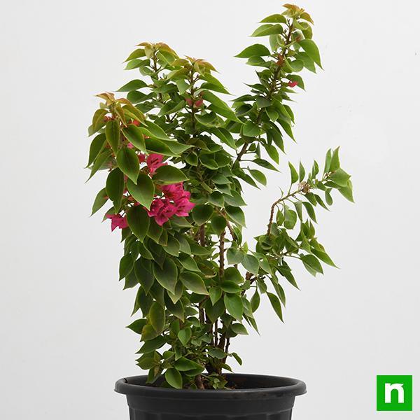 Bougainvillea Dwarf (Pink) - Plant - Image 3