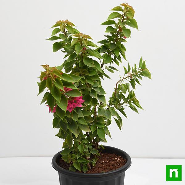 Bougainvillea Dwarf (Pink) - Plant - Image 4
