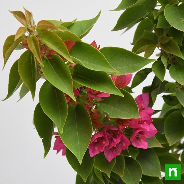 Bougainvillea Dwarf (Pink) - Plant - Image 5
