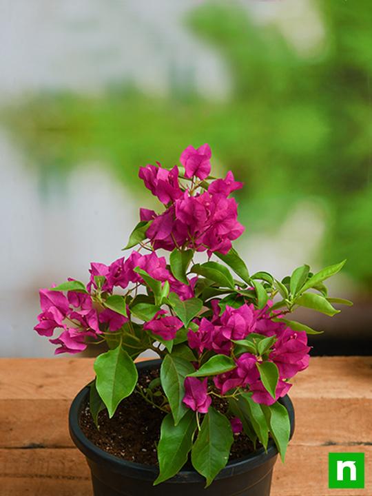 Bougainvillea (Pink) - Plant - Image 2