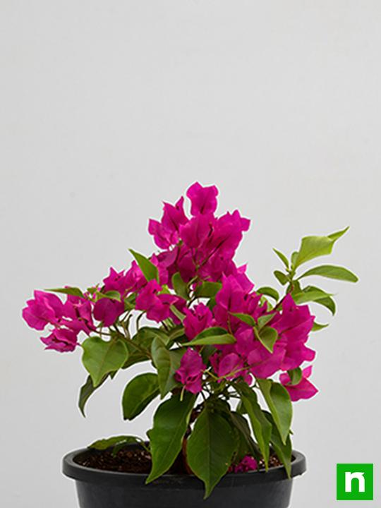 Bougainvillea (Pink) - Plant - Image 3