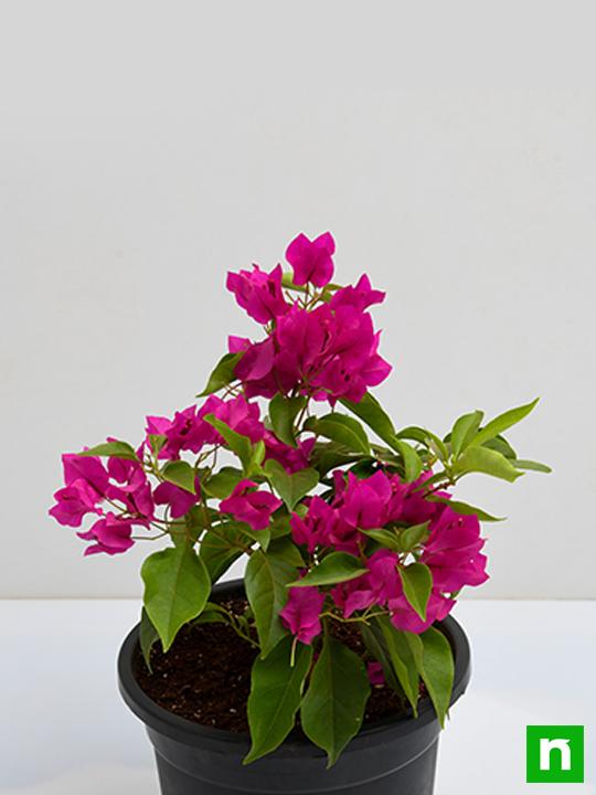 Bougainvillea (Pink) - Plant - Image 4