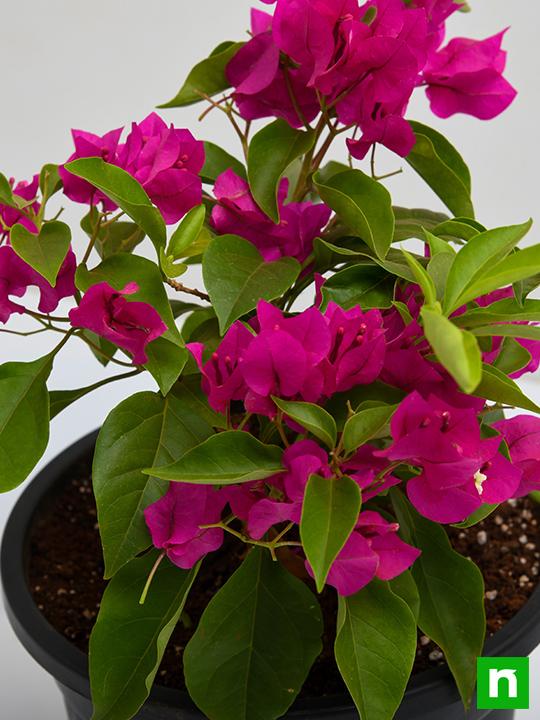 Bougainvillea (Pink) - Plant - Image 5