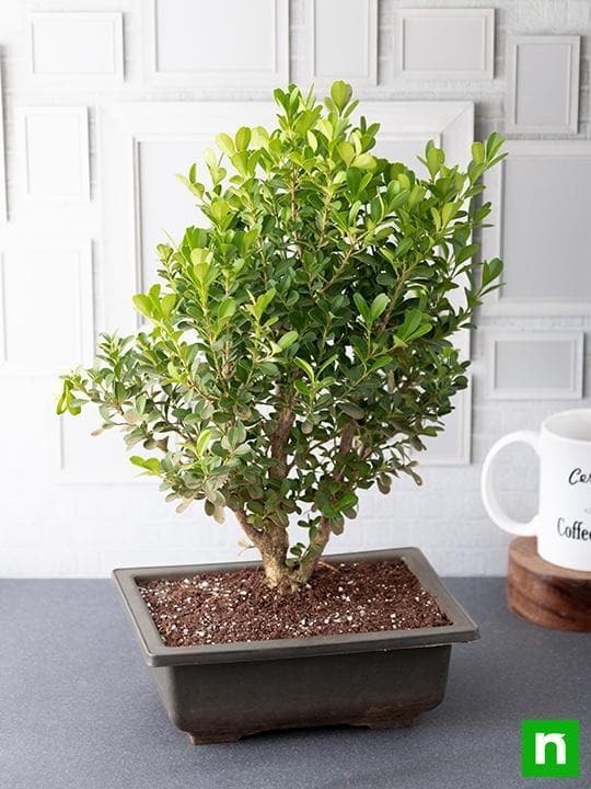 Boxwood Bonsai - Plant - Image 3