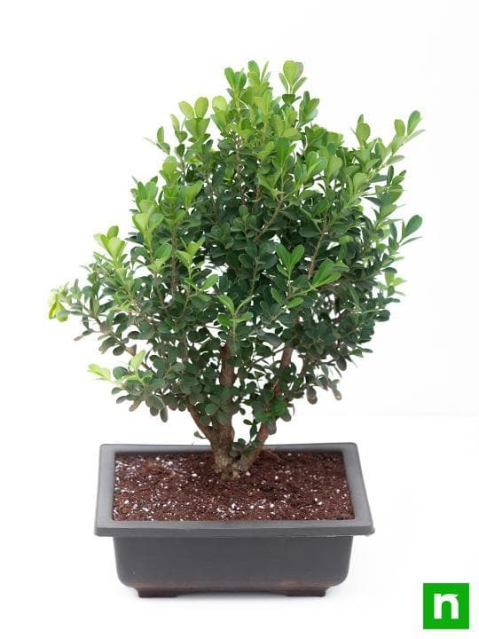 Boxwood Bonsai - Plant - Image 5