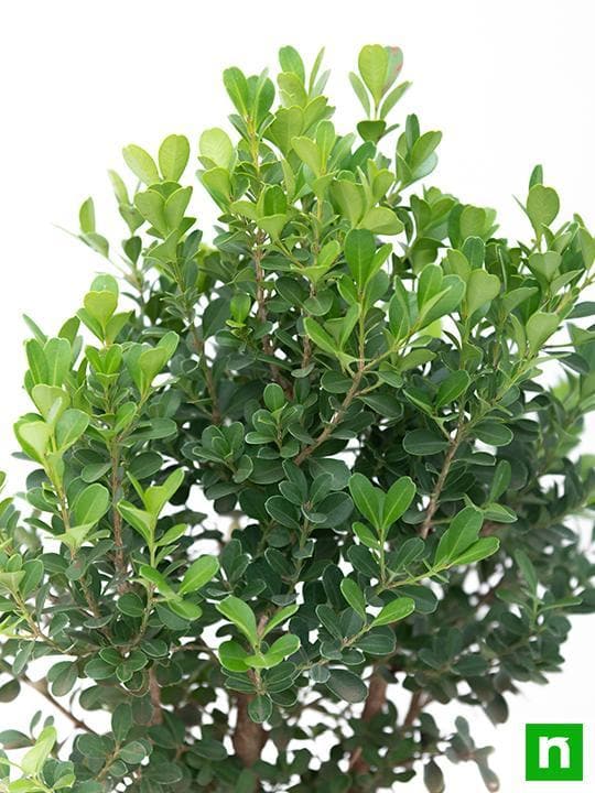 Boxwood Bonsai - Plant - Image 6