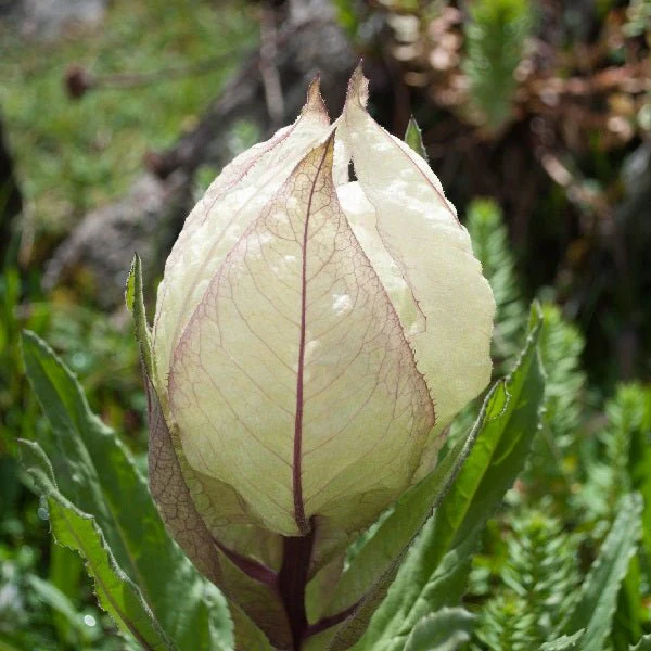 Brahma Kamal, Saussurea Obvallata - Plant