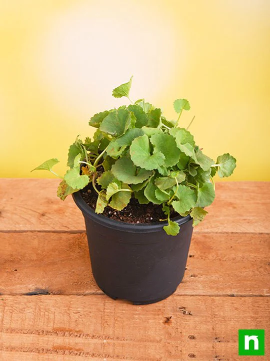 Brahmi, Gotu Kola, Centella asiatica - Plant - Image 2