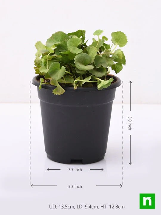 Brahmi, Gotu Kola, Centella asiatica - Plant - Image 3
