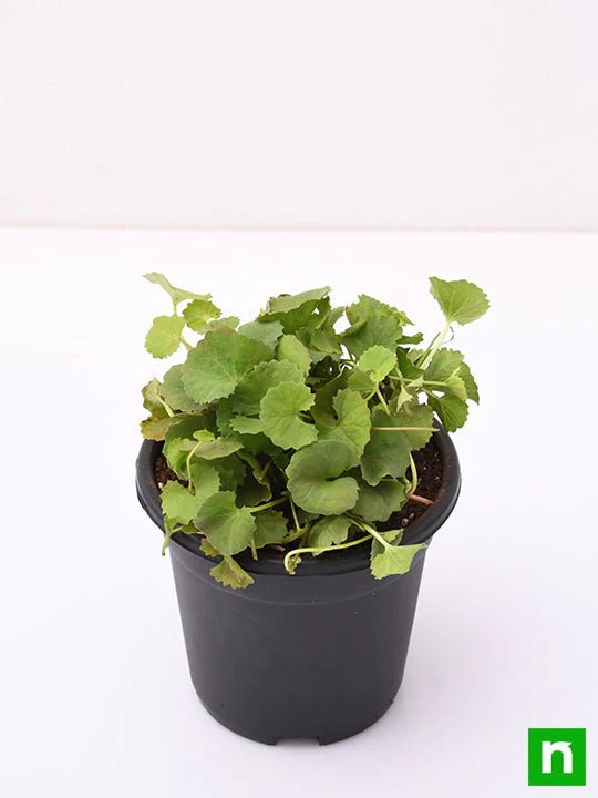 Brahmi, Gotu Kola, Centella asiatica - Plant - Image 4