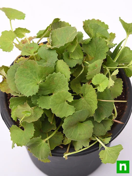 Brahmi, Gotu Kola, Centella asiatica - Plant - Image 5