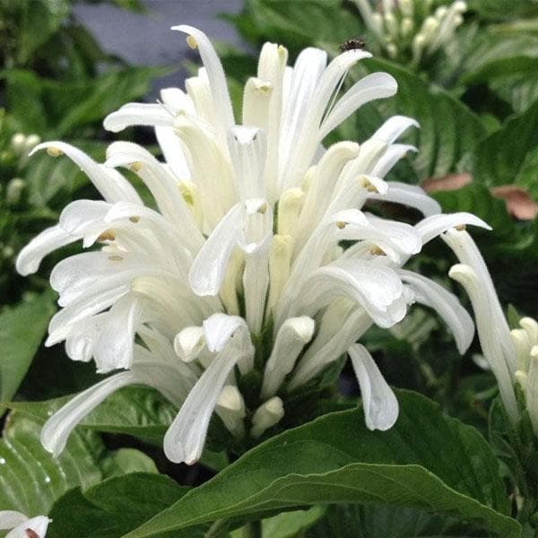 Brazilian plume (White) - Plant