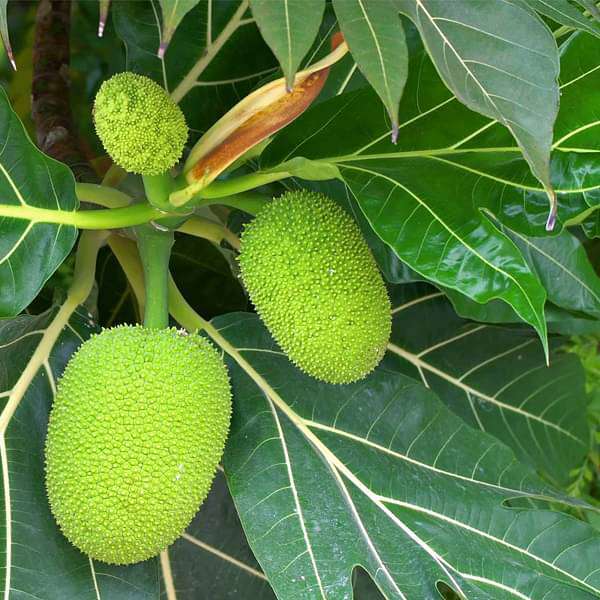 Breadfruit, Artocarpus Altilis, Bakri Chajhar - Plant