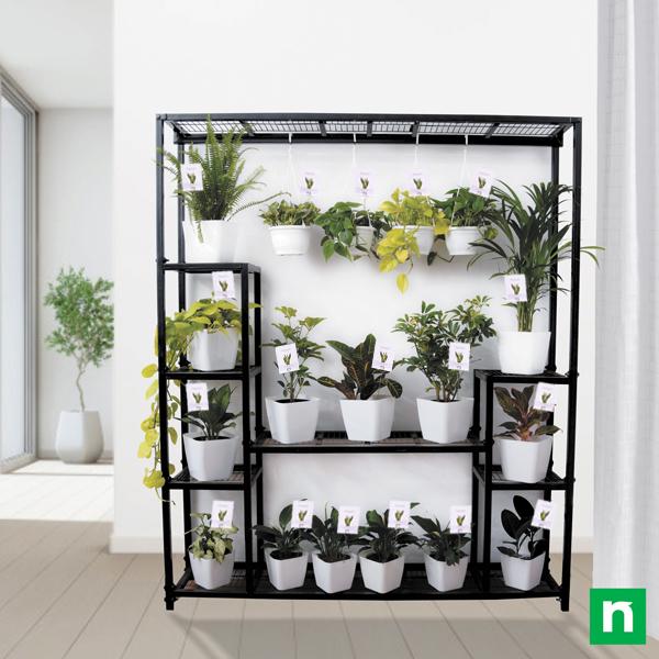 Bring eye-catching elegance with plants on metal stand for bright indirect light location - Image 2