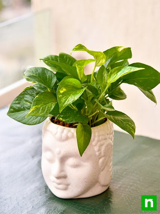 Bring Good Luck with Magnificent Money Plant and Ceramic Pot - Image 2
