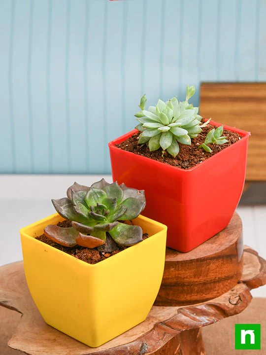Bring Prosperity and Wealth with Vishnu and Lakshmi Kamal Succulents - Image 2