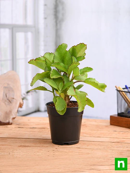 Bryophyllum, Panfuti - Plant - Image 2