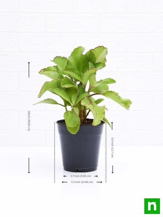 Bryophyllum, Panfuti - Plant - Image 3