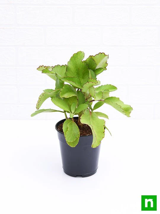 Bryophyllum, Panfuti - Plant - Image 4