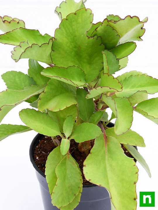 Bryophyllum, Panfuti - Plant - Image 5