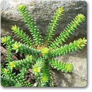 Buchu - Plant