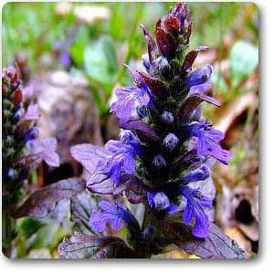 Bugleweed - Plant