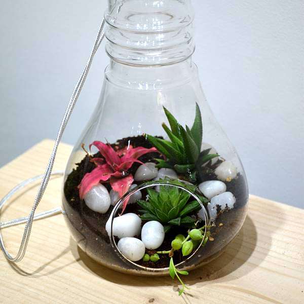 Bulb-shaped hanging terrarium (9in Ht)