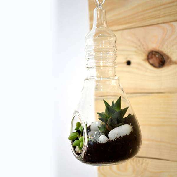Bulb-shaped hanging terrarium (7in Ht)
