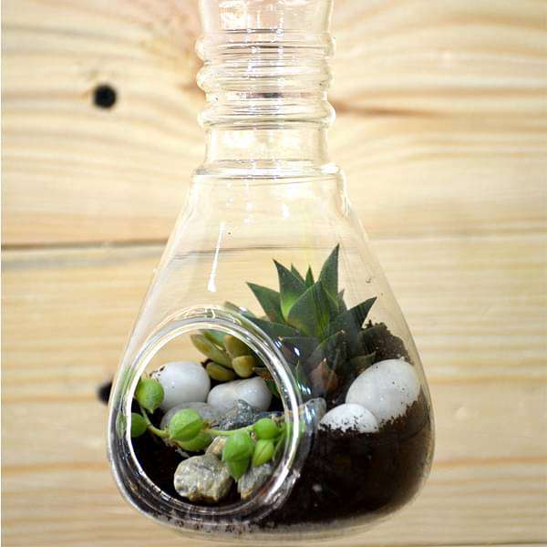 Bulb-shaped hanging terrarium (7in Ht) - Image 3