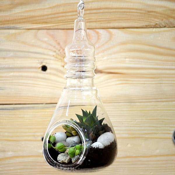 Bulb-shaped hanging terrarium (7in Ht) - Image 4
