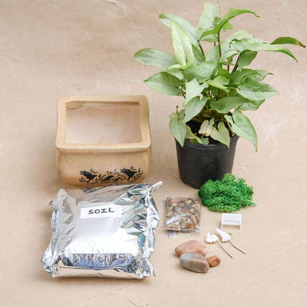 DIY Bundle of joy with - Miniature Garden - Image 3