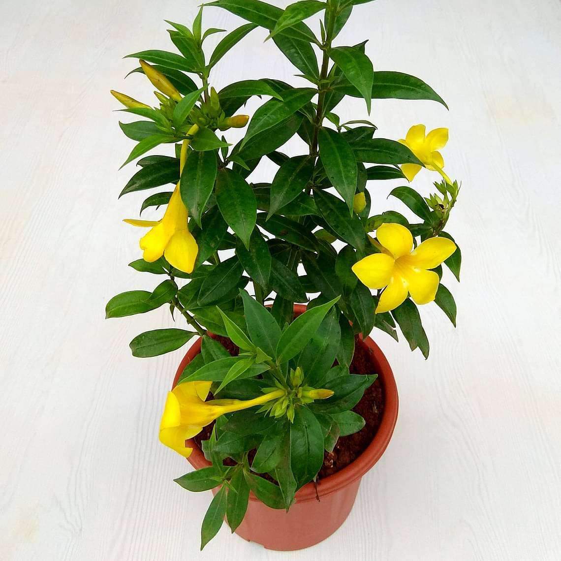 Bush Allamanda, Allamanda cathartica (Yellow) - Plant - Image 2