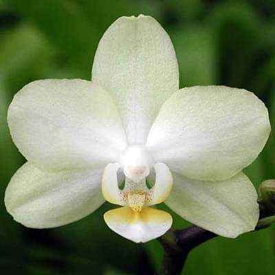 Butterfly Orchid - 5 Seeds