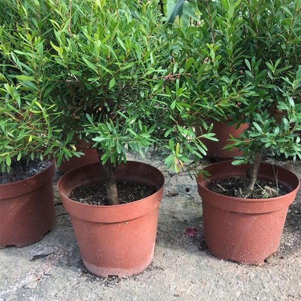 Buxus Bodinieri, Bodinier's Boxwood - Plant