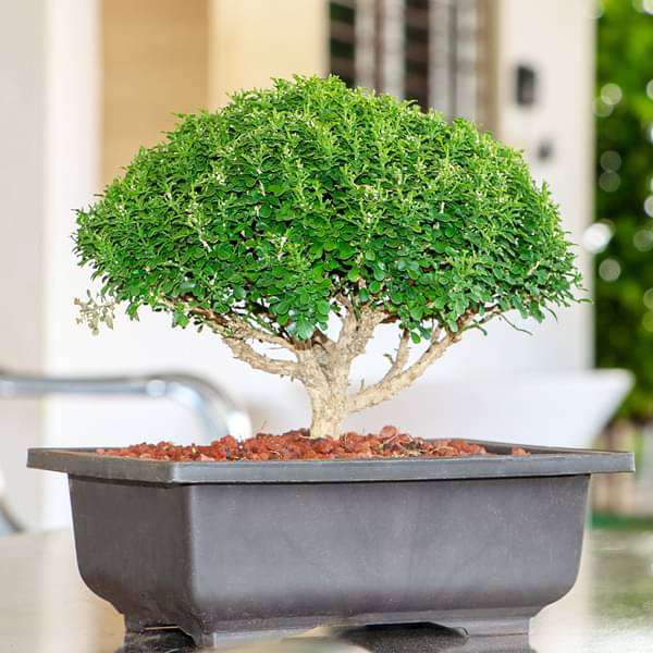 Buxus Bonsai - Plant - Image 2